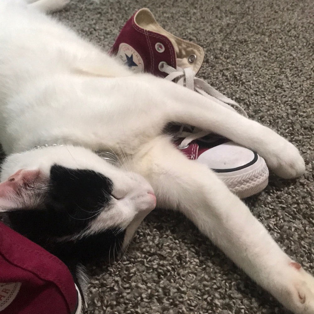 Converse - Maroon - Picture 4 of 4